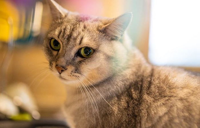 고양이가 강아지와 다르게 ‘냥아치’라 불리는 이유 7가지