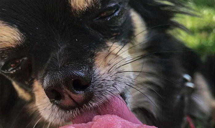 더위에 지친 댕댕이 위해 초스피드로 만들 수 있는 간단 ‘수제 간식’ 5