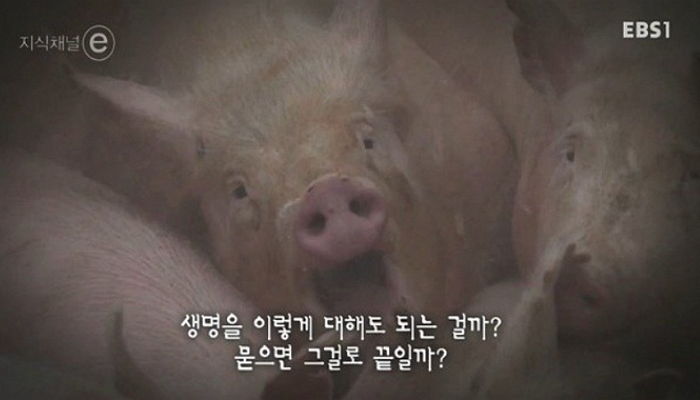 구제역으로 ‘생매장’당한 수천만마리 돼지, 3년 후 그 땅에서 충격적인 일이 벌어졌다