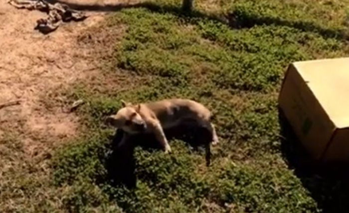 “주인에게 버림받아 길가에 던져진 저를 제발 데려가 주세요”