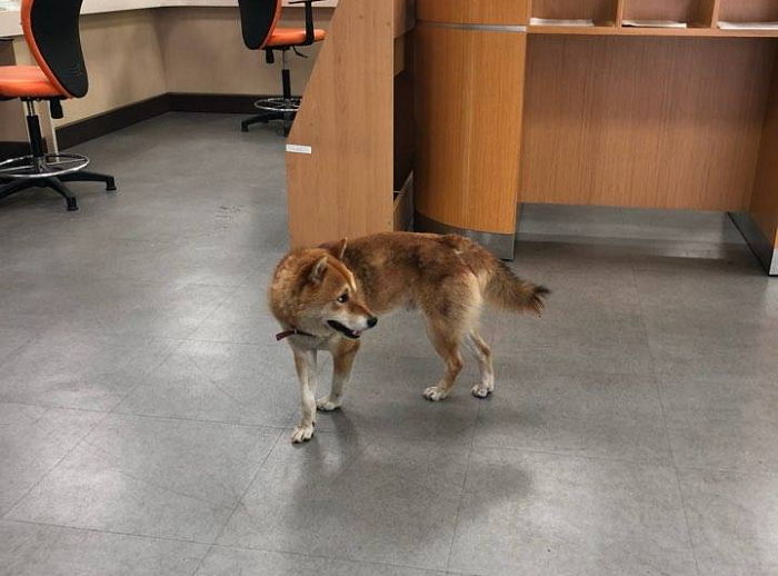 에어컨 튼 주민센터로 ‘피신’해 더위 식히고 떠난 ‘시골 댕댕이’