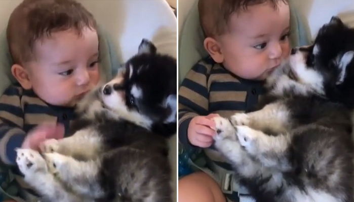 매일 엄마 눈에서 꿀 떨어지게 만드는 ‘아기+허스키’의 세젤귀 비주얼