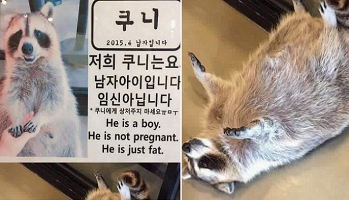 “저 남자예요ㅠㅠ” 배불뚝이 몸 때문에 ‘임신’ 오해받는 라쿤 쿠니