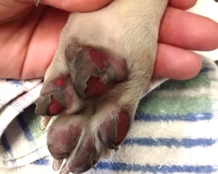 요즘 같은 ‘불볕더위’에 댕댕이 데리고 산책할 때 조심해야 하는 이유