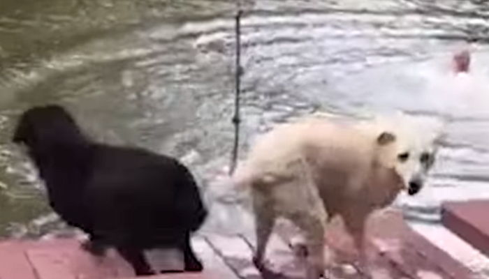 ‘다이빙’한 아빠 죽는 줄 알고 물에 뛰어든 인절미·흑임자 댕댕이