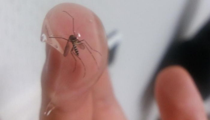 ‘수분크림’으로 살아있는 모기 잡아 ‘화석’ 만들어 버린 누리꾼