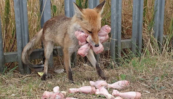 ‘닭다리’ 많이 먹고 싶어 입 찢어지도록 물고 있는 ‘식탐 대마왕’ 여우