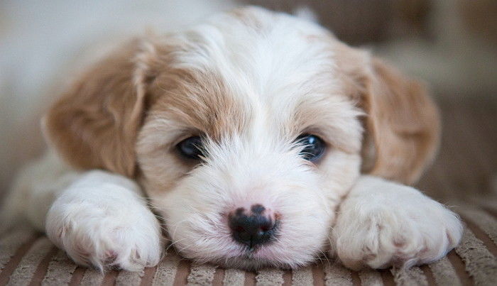 ‘주인 바보’ 강아지를 키우는 사람에게 매일 생기는 행복한 일