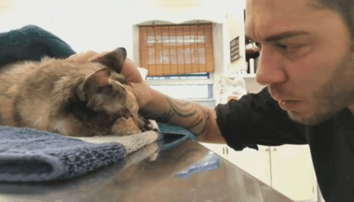 15년 동안 함께했던 고양이 떠나보내며 눈물 뚝뚝 흘리는 주인