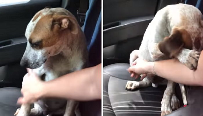 자신 불쌍하다며 대신 울어주는 여성 팔 붙잡고 ‘위로’해준 유기견