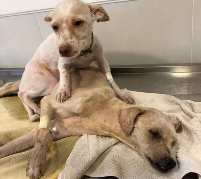 밥 굶다 ‘땡볕’ 아래서 탈진한 남편 걱정돼 눈 못 떼는 아내 유기견