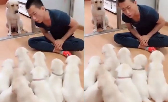 주인이 새끼들 때리려 하자 ‘슬리퍼’ 낚아채 도망간 ‘엄마’ 강아지