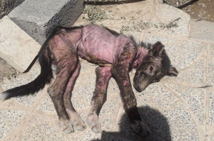 ‘땡볕’에 비쩍 말라 죽어가던 유기견 구조해 ‘새 삶’ 선물한 남성