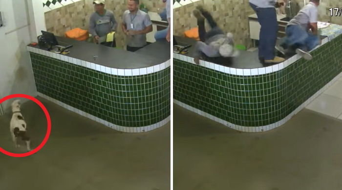 같이 놀자며 꼬리 흔들었다가 남성들 모조리 도망가게 만든 ‘천사’ 핏불