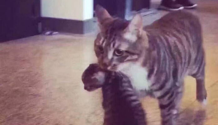 “우리 집 고양이가 밖에서 자기랑 똑같은 꼬물이를 물어왔어요”