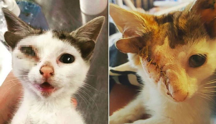 ‘귀 4개’ 달려 흉측하다며 버려졌던 아기 고양이에게 찾아온 기적