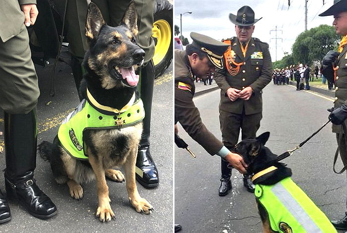 ‘일 너무 잘해’ 거대 마약조직에 현상금 ‘7800만원’ 걸린 마약탐지견