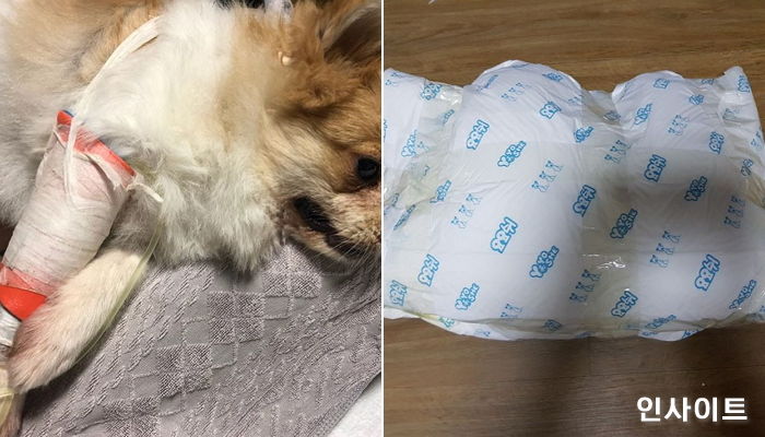 “애견호텔에 맡긴 강아지 한 마리가 ‘탈수’로 죽고 한 마리는 실종됐습니다”