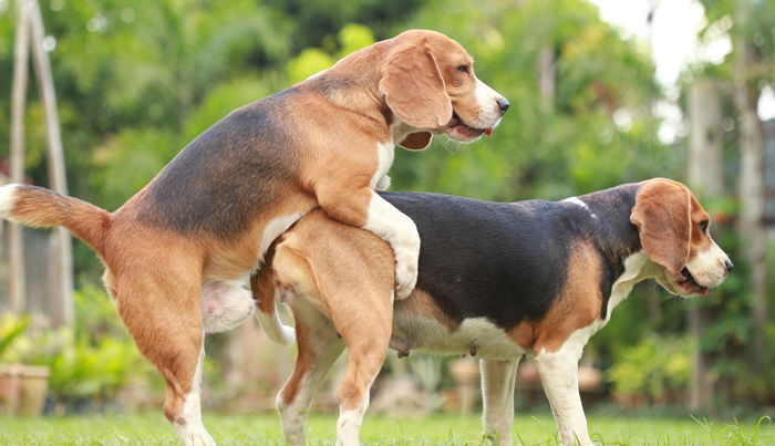 처음 본 허스키에게 ‘짝짓기’ 거절당하자 미련 남은 푸들이 보인 행동