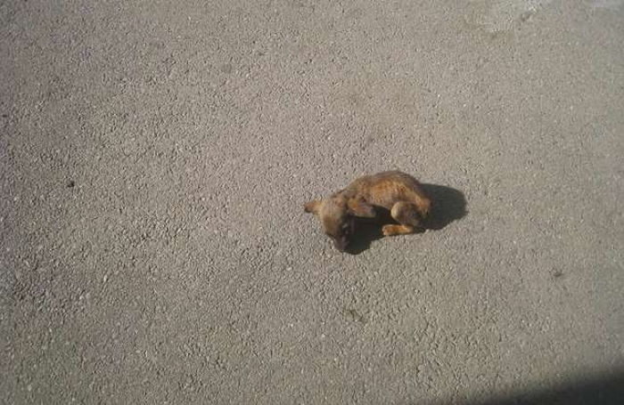 “땡볕 아래 뜨겁게 달궈진 아스팔트에서 ‘강아지’를 구조했습니다”