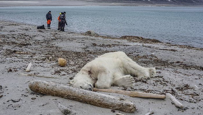 서식지에 침입한 관광객에게 위협 느껴 공격했다가 사살당한 북극곰