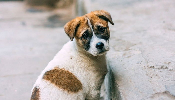 버려진 곳에서 주인 기다리다 ‘교통사고’ 당해 두 다리 평생 잃은 강아지