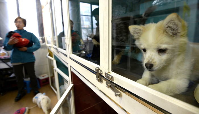 “가족이라면서요”···7월 한 달간 반려동물 약 ‘4천 마리’ 버려졌다