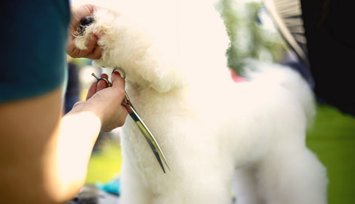 동글동글 ‘솜뭉치 컷’하고 기분 좋아 미용사에게 애교 부리는 강아지