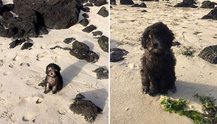 제주도 여행 갔다가 현무암 닮은 비주얼로 ‘돌하르방’ 별명 생긴 댕댕이