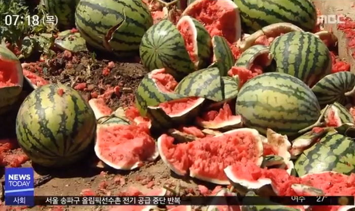 푹푹 찌는 날씨 견디지 못하고 ‘펑펑’ 터져버린 수박밭 상황
