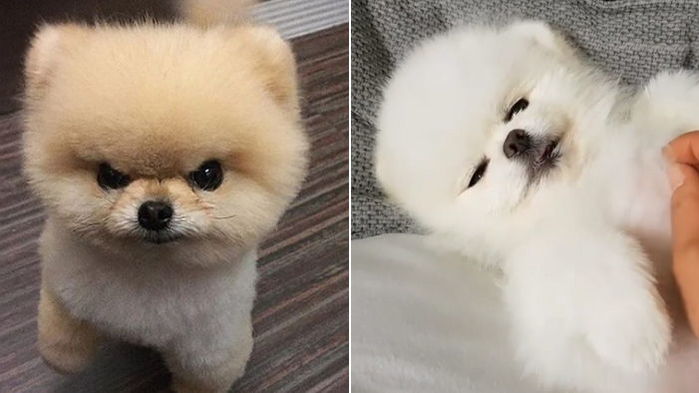 나랑 잘 놀던 우리집 댕댕이 ‘포메라니안’이 엄마만 오면 갑자기 돌변하는 이유