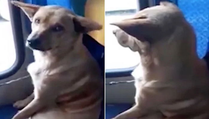 사람 온기 그리워 몰래 버스 탄 ‘유기견’ 위해 좌석 마련해 준 버스기사