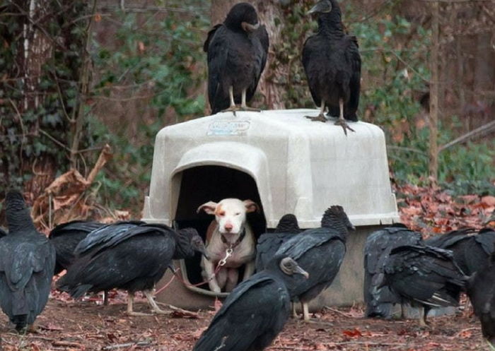 굶주린 독수리 떼에 둘러싸인 강아지는 멍하니 ‘죽음’만 기다렸다