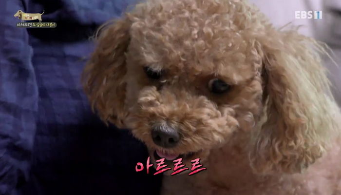 꼬리에 피날 때까지 ‘자해’했던 강아지를 단번에 고친 놀라운 솔루션