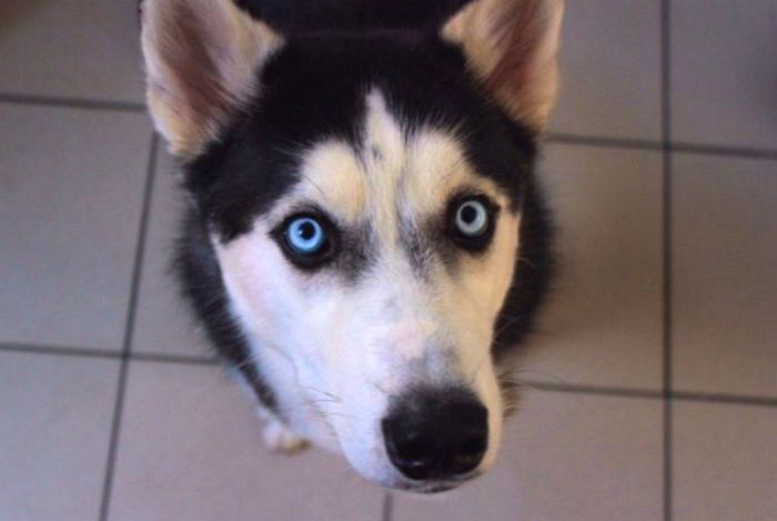 강아지가 ‘화장실’로 따라와 꿈쩍도 않고 주인을 뚫어져라 쳐다봤던 이유