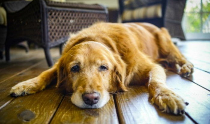 무지개다리 건넌 강아지가 ‘하늘나라 천사’가 되는 과정