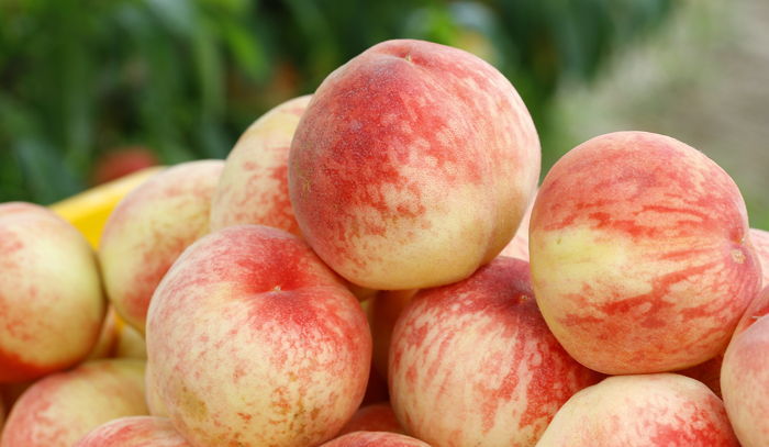 ‘미친 폭염’으로 물러 터져버린 ‘복숭아’…출하량 확 줄었다