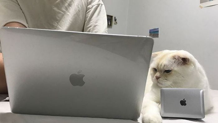 놀아달라며 자꾸만 일 방해하는 냥이에게 ‘미니 맥북’ 만들어준 집사