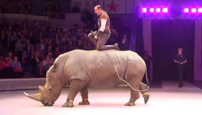 서커스단에 팔려와 채찍 맞으며 재롱부려야 하는 ‘멸종 위기’ 코뿔소