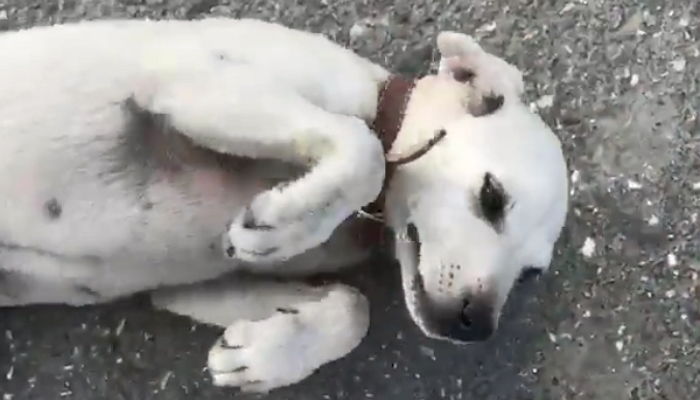 ‘버스’만 보면 주인이 데리러 온 줄 알고 ‘죽기 살기’로 뒤쫓아오는 유기견