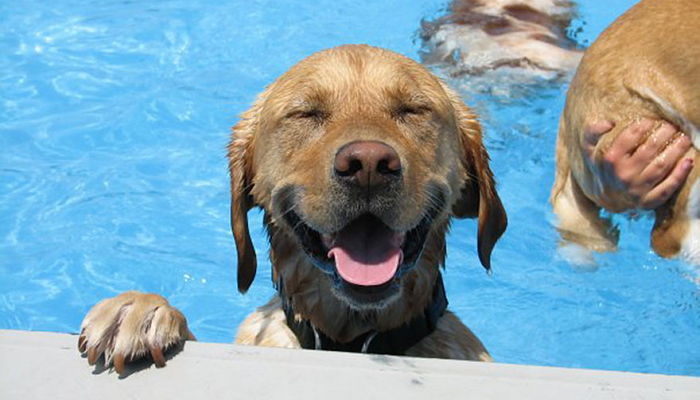 우리집 댕댕이랑 함께 물놀이 즐기는 국내 최대 ‘댕터파크’ 개장한다