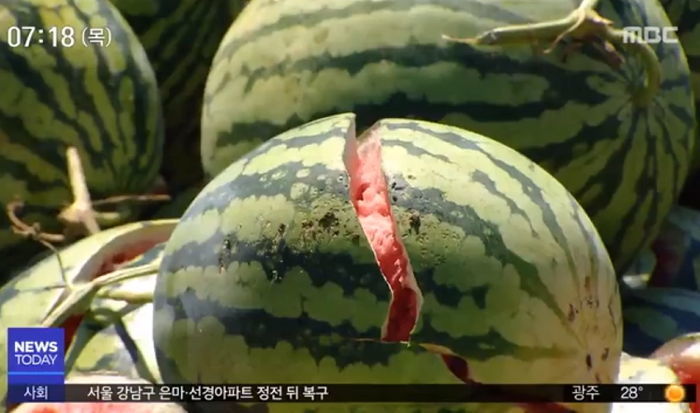 폭염에 수박 너무 많이 ‘터져’ 가격 폭등한 현재 상황