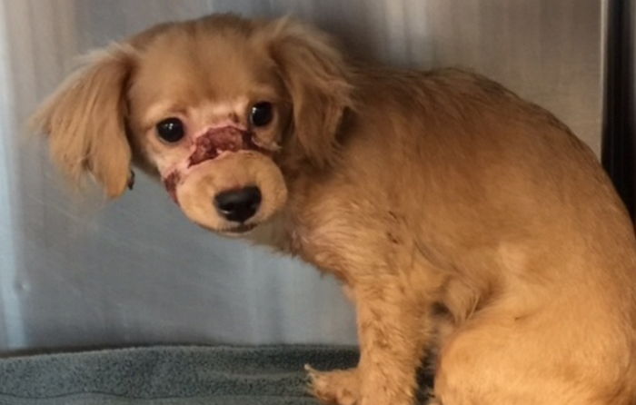 ‘짖지 말라’고 입 꽁꽁 묶어 버린 주인 때문에 사람 손만 보면 ‘덜덜’ 떠는 강아지