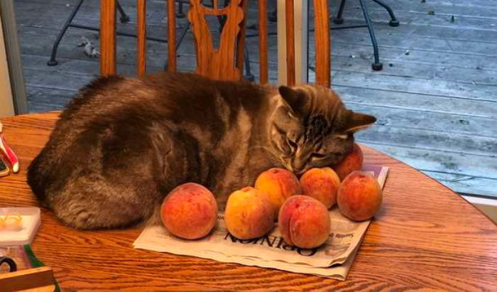 달달한 ‘복숭아’ 너무 좋아 매일 ‘과일 침대’ 만들어 꿀잠 자는 고양이