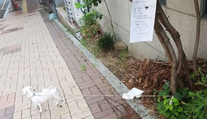 36도 폭염에 주인에게 버려져 ‘공개분양’ 당했던 강아지가 새 가족을 만났다