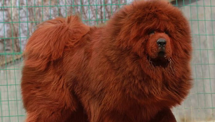 몸값만 21억에 거래된 ‘세상에서 가장 비싼’ 사자 강아지의 정체