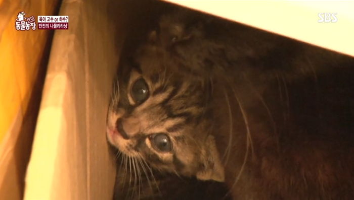 새끼들 중 막내만 예뻐해 ‘모진 엄마’ 소리 들었던 길냥이의 반전 모성애