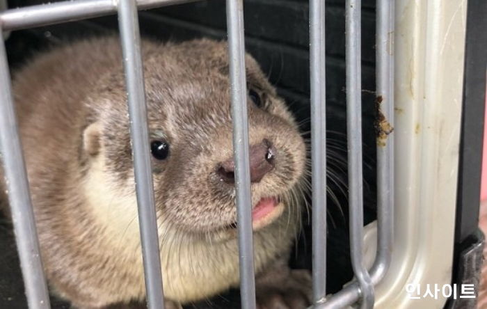 물 불어나 동동 떠내려왔다 지하주차장에 갇혀버린 새끼 수달