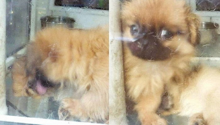 열악한 펫샵 ‘전시장’에 갇혀 죽은 친구 살리려 ‘아등바등’하는 강아지