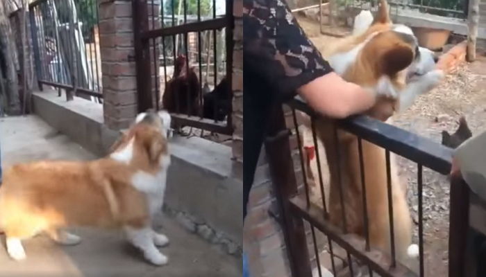 센 척하려고 멍멍 짖었다가 닭장에 들어가 ‘쭈구리’ 된 겁쟁이 코기